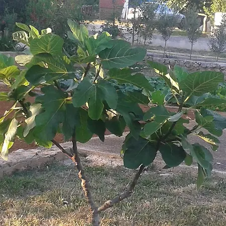 Apartament Maćo